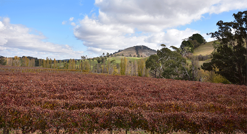Merindoc Vintners Vineyard in Autumn